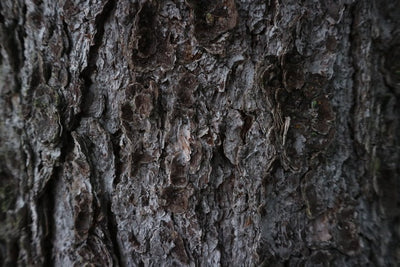 Pine Bark Extrakt - Bessere Haut & Anti-Aging